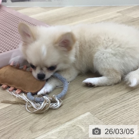 宮崎県のチワワ(ロング) (ペットプラス 宮崎店/2025年12月4日生まれ/女の子/クリームホワイト)の子犬の4枚目の画像