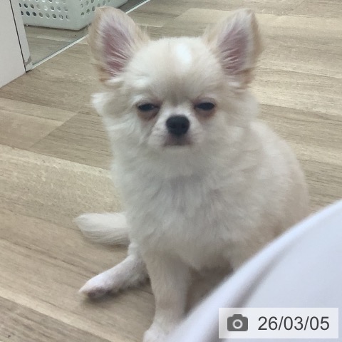 宮崎県のチワワ(ロング) (ペットプラス 宮崎店/2025年12月4日生まれ/女の子/クリームホワイト)の子犬の3枚目の画像