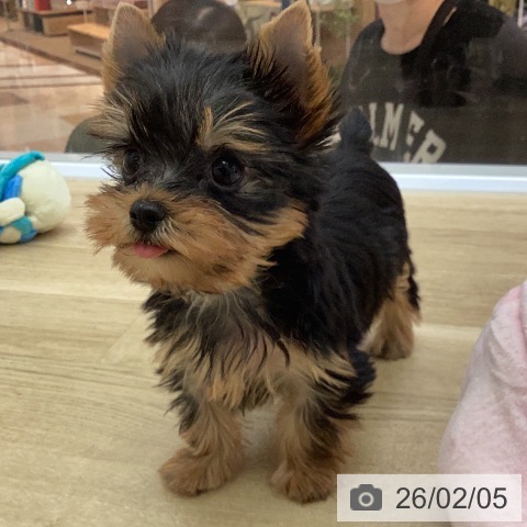 宮崎県のヨークシャーテリア (ペットプラス 宮崎店/2025年12月5日生まれ/男の子/スチールブルータン)の子犬の4枚目の画像