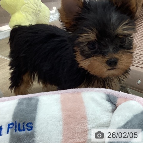 宮崎県のヨークシャーテリア (ペットプラス 宮崎店/2025年12月5日生まれ/男の子/スチールブルータン)の子犬の3枚目の画像