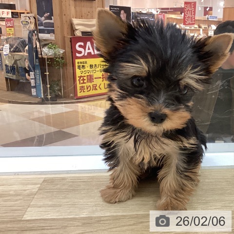 宮崎県のヨークシャーテリア (ペットプラス 宮崎店/2025年12月5日生まれ/男の子/スチールブルータン)の子犬の4枚目の画像