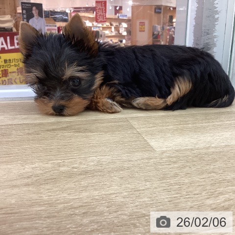 宮崎県のヨークシャーテリア (ペットプラス 宮崎店/2025年12月5日生まれ/男の子/スチールブルータン)の子犬の4枚目の画像