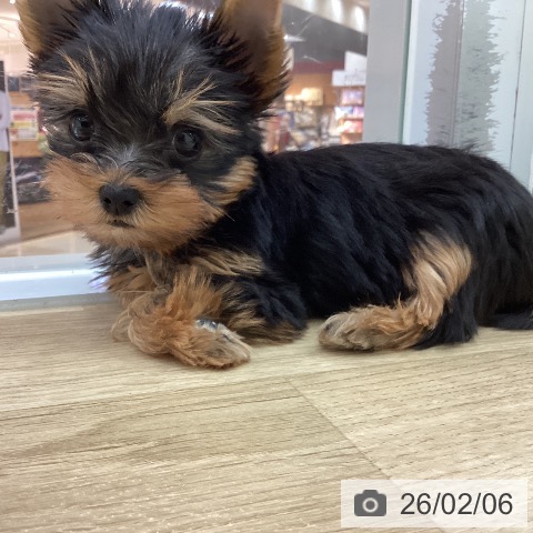 宮崎県のヨークシャーテリア (ペットプラス 宮崎店/2025年12月5日生まれ/男の子/スチールブルータン)の子犬の3枚目の画像