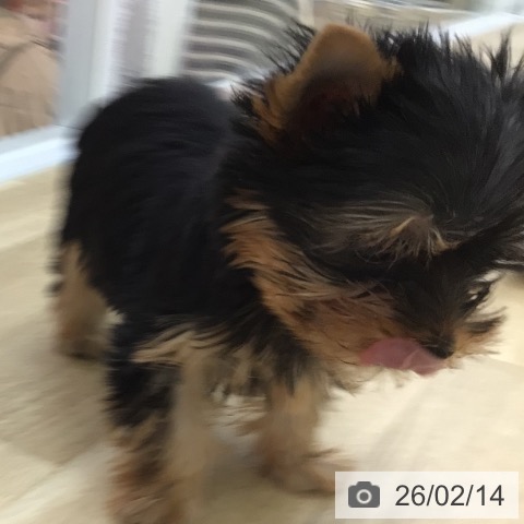 宮崎県のヨークシャーテリア (ペットプラス 宮崎店/2025年12月5日生まれ/男の子/スチールブルータン)の子犬の4枚目の画像