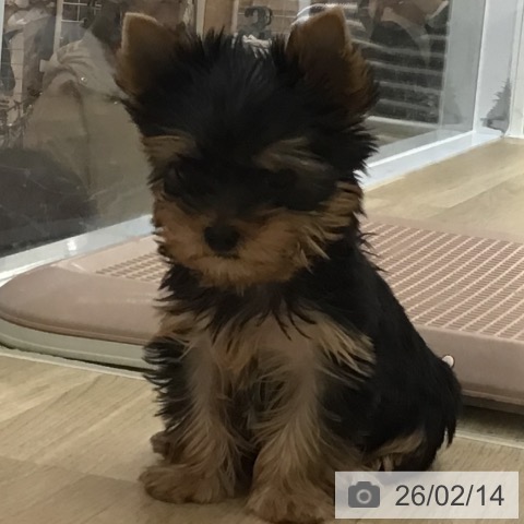 宮崎県のヨークシャーテリア (ペットプラス 宮崎店/2025年12月5日生まれ/男の子/スチールブルータン)の子犬の3枚目の画像