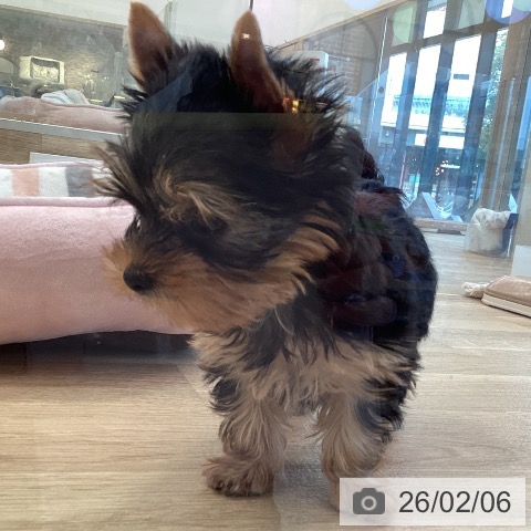福岡県のヨークシャーテリア (ペットプラス ららぽーと福岡店/2025年12月5日生まれ/男の子/スチールブルータン)の子犬の4枚目の画像