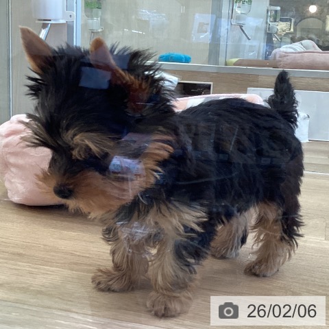 福岡県のヨークシャーテリア (ペットプラス ららぽーと福岡店/2025年12月5日生まれ/男の子/スチールブルータン)の子犬の3枚目の画像