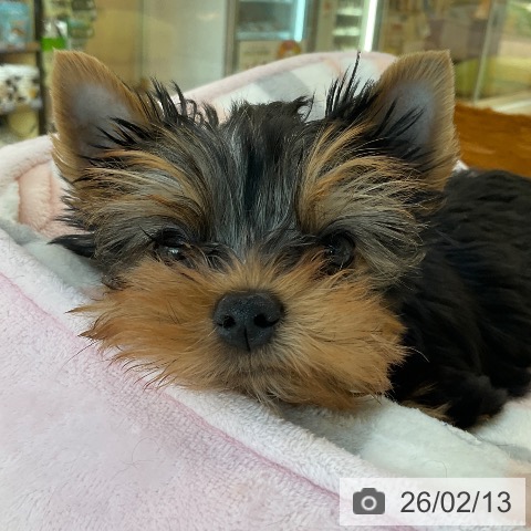 福岡県のヨークシャーテリア (ペットプラス ららぽーと福岡店/2025年12月5日生まれ/男の子/スチールブルータン)の子犬の3枚目の画像