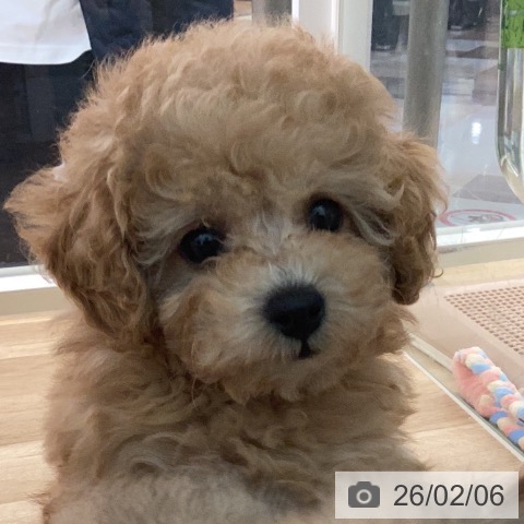 宮崎県のトイプードル(トイ) (ペットプラス 宮崎店/2025年12月6日生まれ/女の子/オレンジフォーン)の子犬の4枚目の画像