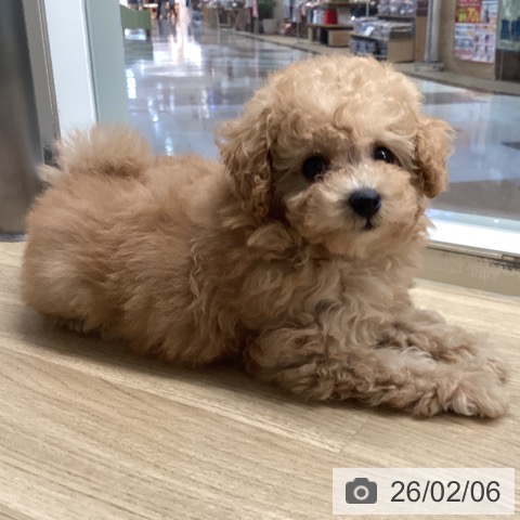 宮崎県のトイプードル(トイ) (ペットプラス 宮崎店/2025年12月6日生まれ/女の子/オレンジフォーン)の子犬の3枚目の画像