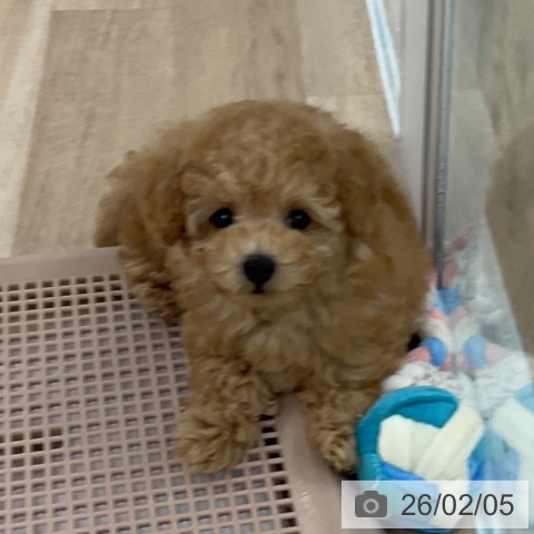 福岡県のトイプードル(トイ) (ペットプラス 八幡東店/2025年12月6日生まれ/女の子/オレンジフォーン)の子犬の4枚目の画像