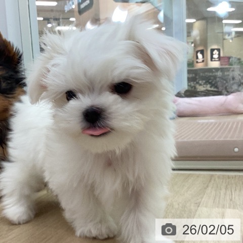 宮崎県のマルチーズ (ペットプラス 宮崎店/2025年12月6日生まれ/女の子/ホワイト)の子犬の4枚目の画像