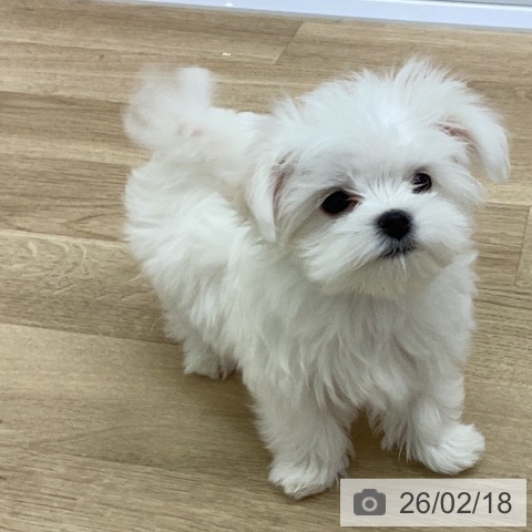 宮崎県のマルチーズ (ペットプラス 宮崎店/2025年12月6日生まれ/女の子/ホワイト)の子犬の4枚目の画像
