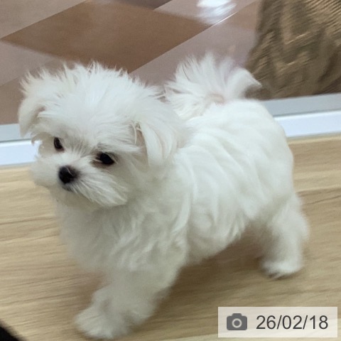 宮崎県のマルチーズ (ペットプラス 宮崎店/2025年12月6日生まれ/女の子/ホワイト)の子犬の3枚目の画像