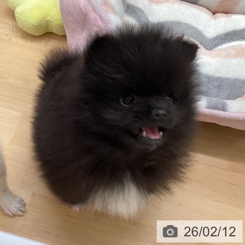 福岡県のポメラニアン (ペットプラス 黒崎店/2025年12月10日生まれ/男の子/ブラック)の子犬の3枚目の画像