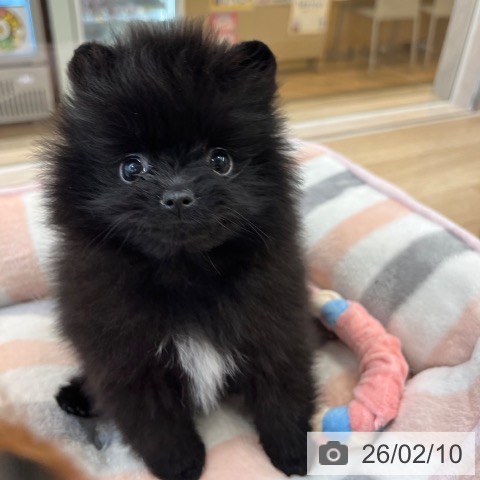 ポメラニアンの写真