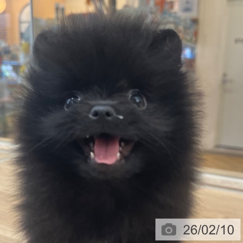 ポメラニアンの写真