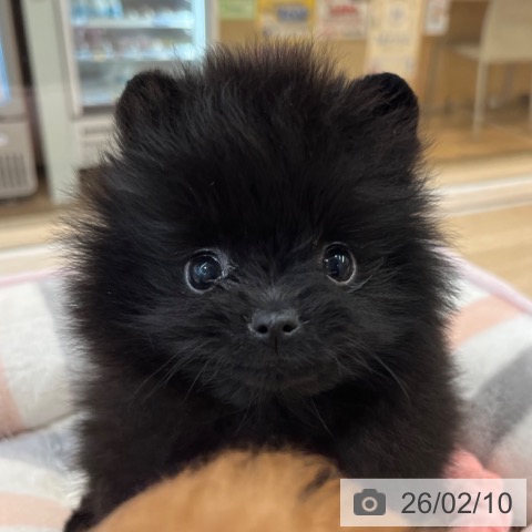 ポメラニアンの写真
