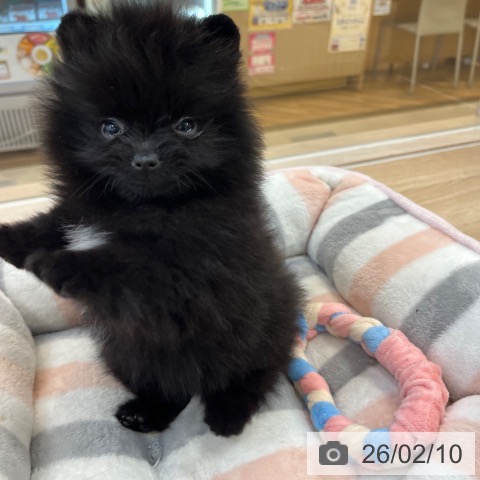 ポメラニアンの写真