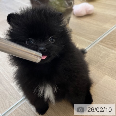 ポメラニアンの写真