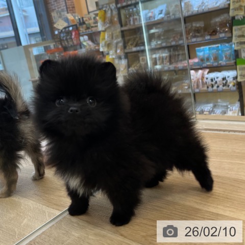 ポメラニアンの写真