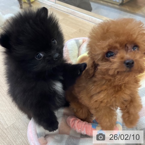 ポメラニアンの写真