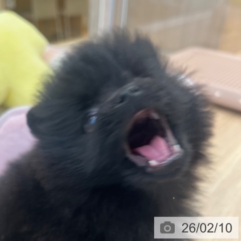 ポメラニアンの写真