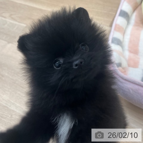 ポメラニアンの写真