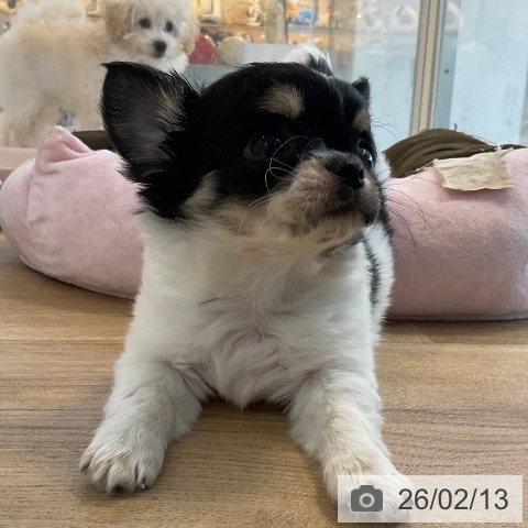 福岡県のチワワ(ロング) (ペットプラス ららぽーと福岡店/2025年12月9日生まれ/女の子/ホワイトブラックタン)の子犬の3枚目の画像