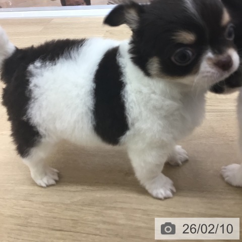 宮崎県のチワワ(ロング) (ペットプラス 宮崎店/2025年12月9日生まれ/男の子/ホワイトチョコレートタン)の子犬の4枚目の画像