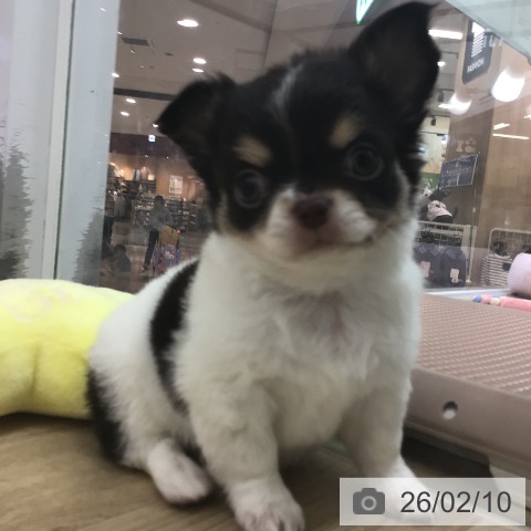 宮崎県のチワワ(ロング) (ペットプラス 宮崎店/2025年12月9日生まれ/男の子/ホワイトチョコレートタン)の子犬の3枚目の画像