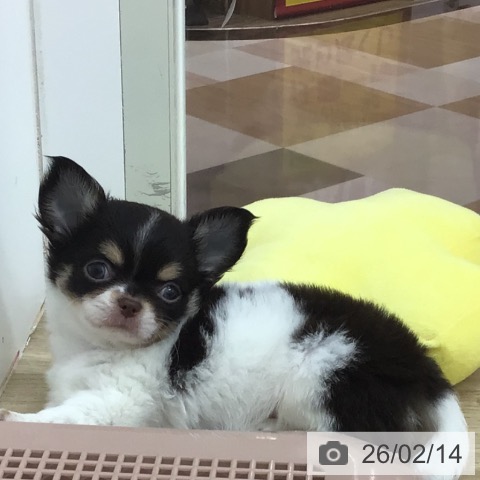 宮崎県のチワワ(ロング) (ペットプラス 宮崎店/2025年12月9日生まれ/男の子/ホワイトチョコレートタン)の子犬の3枚目の画像