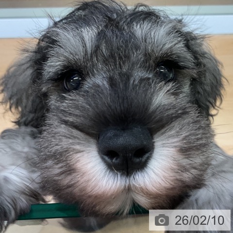 福岡県のミニチュアシュナウザー (ペットプラス 福岡店/2025年12月6日生まれ/男の子/ソルトペッパー)の子犬の4枚目の画像