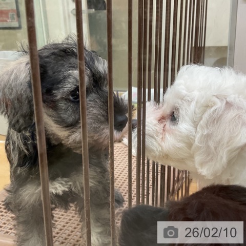 福岡県のミニチュアシュナウザー (ペットプラス 福岡店/2025年12月6日生まれ/男の子/ソルトペッパー)の子犬の3枚目の画像