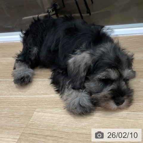 福岡県のミニチュアシュナウザー (ペットプラス 八幡東店/2025年12月6日生まれ/男の子/ソルトペッパー)の子犬の4枚目の画像