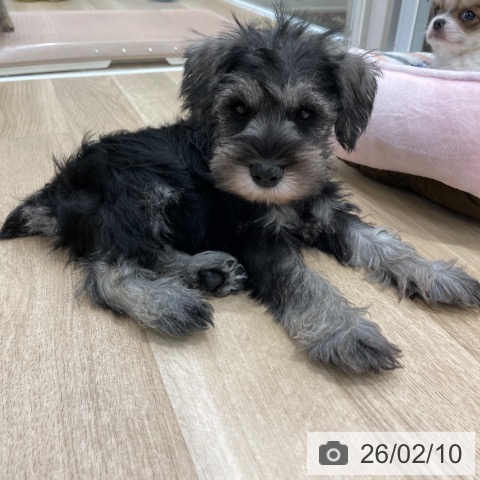 福岡県のミニチュアシュナウザー (ペットプラス 八幡東店/2025年12月6日生まれ/男の子/ソルトペッパー)の子犬の3枚目の画像