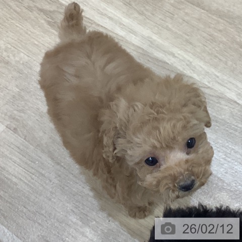 福岡県のトイプードル(トイ) (ペットプラス 香椎浜店/2025年12月10日生まれ/男の子/アプリコット)の子犬の4枚目の画像