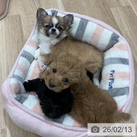 福岡県のトイプードル(トイ) (ペットプラス 香椎浜店/2025年12月10日生まれ/男の子/アプリコット)の子犬の3枚目の画像