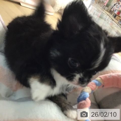 宮崎県のチワワ(ロング) (ペットプラス 宮崎店/2025年12月10日生まれ/女の子/ブラックタンホワイトマーキングス)の子犬の4枚目の画像