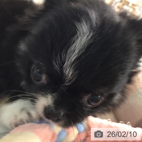 宮崎県のチワワ(ロング) (ペットプラス 宮崎店/2025年12月10日生まれ/女の子/ブラックタンホワイトマーキングス)の子犬の3枚目の画像