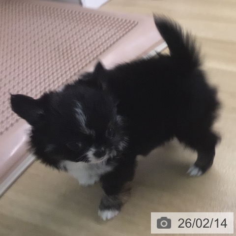 宮崎県のチワワ(ロング) (ペットプラス 宮崎店/2025年12月10日生まれ/女の子/ブラックタンホワイトマーキングス)の子犬の4枚目の画像