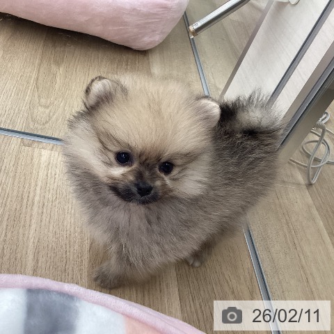 福岡県のポメラニアン (ペットプラス 春日店/2025年12月10日生まれ/女の子/オレンジ)の子犬の4枚目の画像