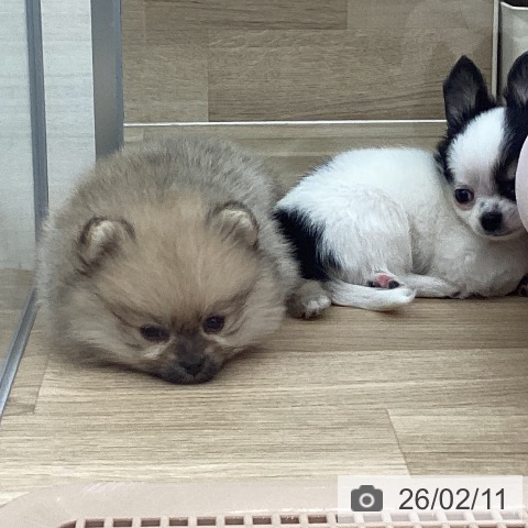 福岡県のポメラニアン (ペットプラス 春日店/2025年12月10日生まれ/女の子/オレンジ)の子犬の3枚目の画像