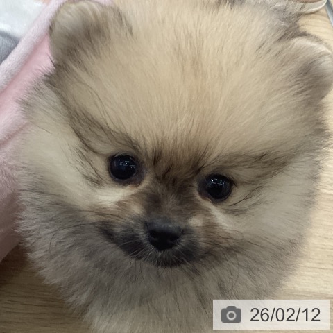 福岡県のポメラニアン (ペットプラス 春日店/2025年12月10日生まれ/女の子/オレンジ)の子犬の4枚目の画像