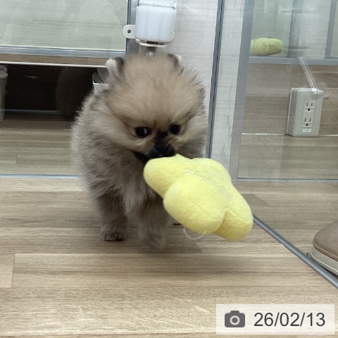 福岡県のポメラニアン (ペットプラス 春日店/2025年12月10日生まれ/女の子/オレンジ)の子犬の3枚目の画像