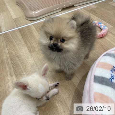 福岡県のポメラニアン (ペットプラス 八幡東店/2025年12月10日生まれ/女の子/オレンジ)の子犬の4枚目の画像