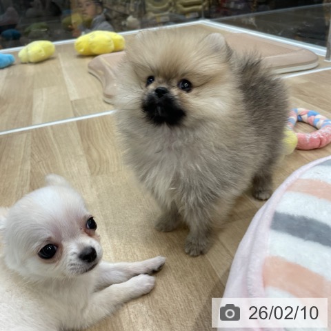 福岡県のポメラニアン (ペットプラス 八幡東店/2025年12月10日生まれ/女の子/オレンジ)の子犬の3枚目の画像