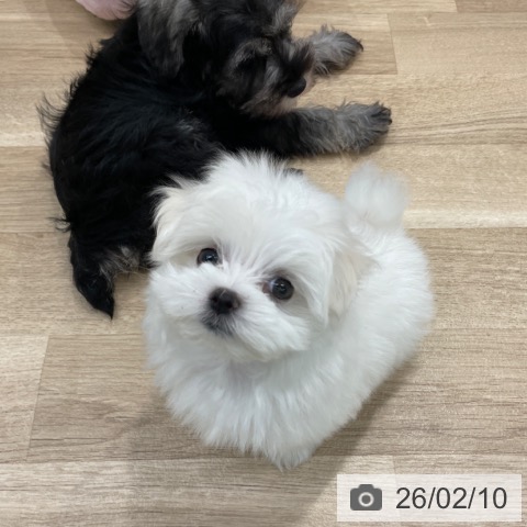 マルチーズの写真