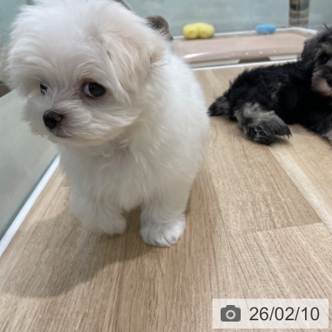 マルチーズの写真