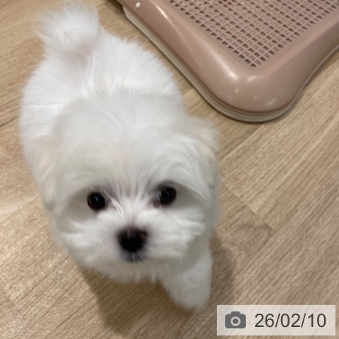 マルチーズの写真